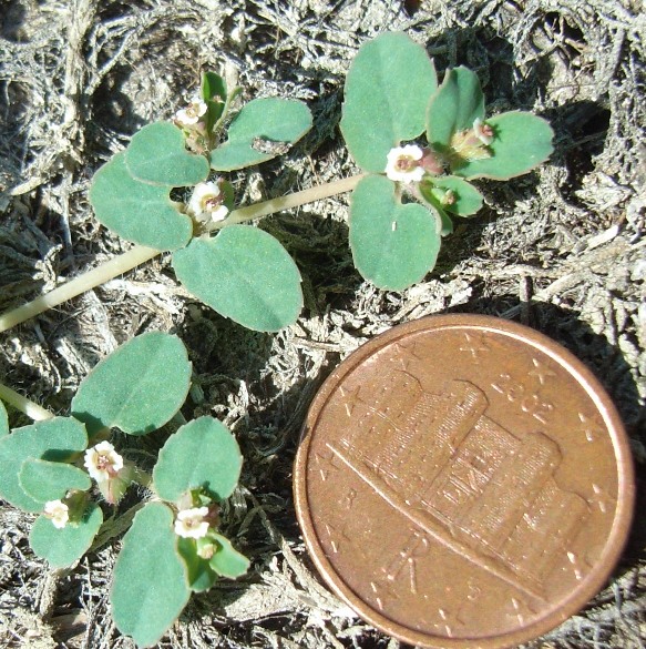 Chamaesyce cfr. canescens